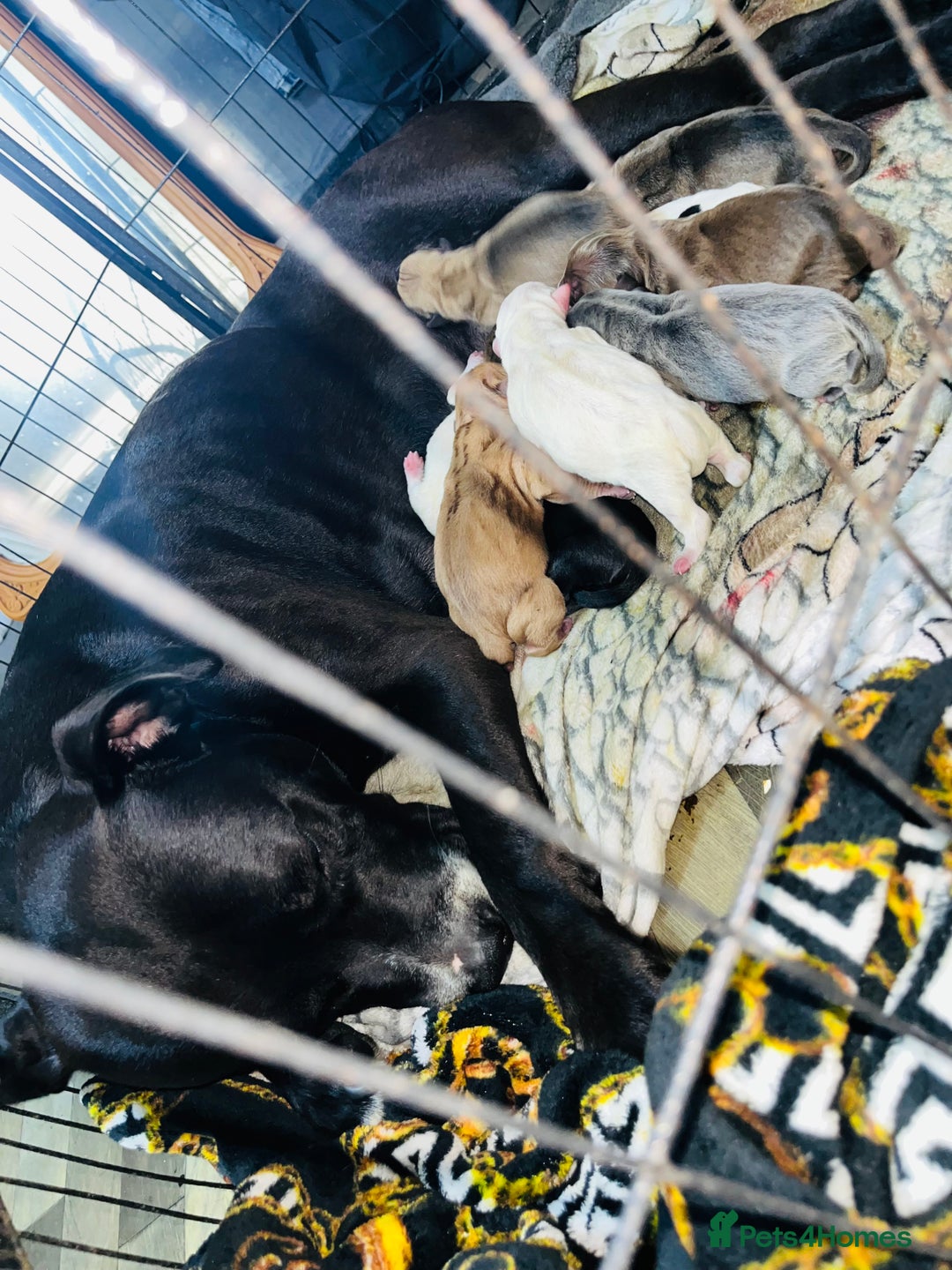 American Bull Staffy dogs for sale: Beautiful American bulldog x staff puppies   - Image 1