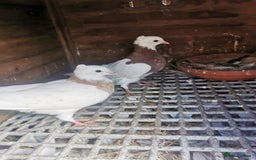 Pigeons birds for sale: Pigeon for sale all good quality and healthy  - Image 5