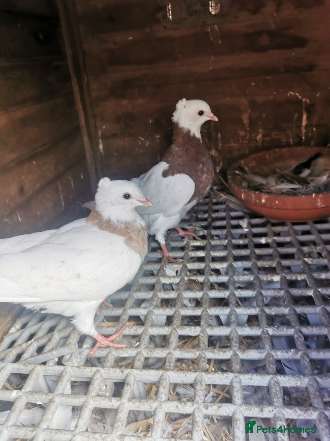 Pigeons birds for sale: Pigeon for sale all good quality and healthy  - Image 5