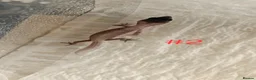 Leopard Gecko reptiles for sale: Leopard Geckos  - Advert 2
