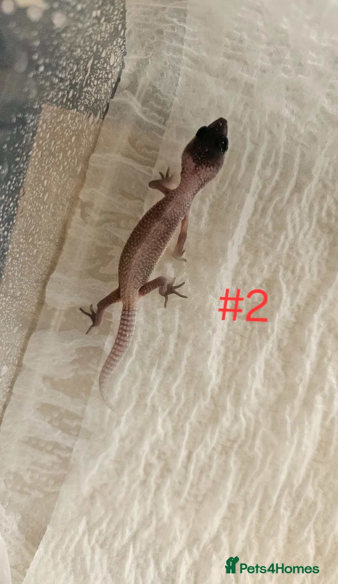 Leopard Gecko reptiles for sale: Leopard Geckos  - Advert 2