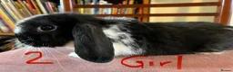 Mini Lop rabbits for sale: Lovely Mini Lop Babies - Advert 5