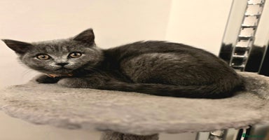 British Shorthair cats - Advert 10