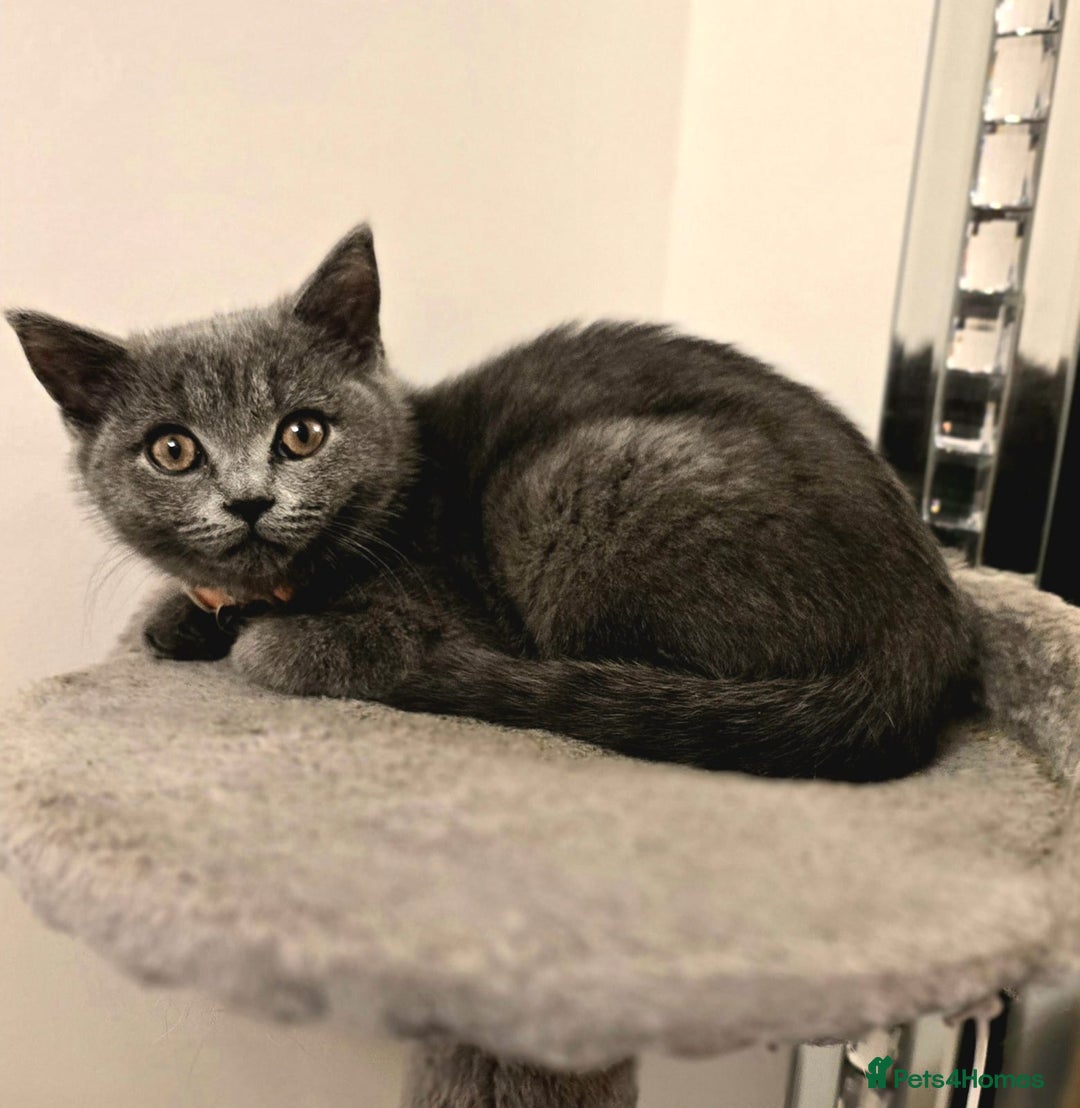 British Shorthair cats for sale: Beautiful Blue British Shorthair - Image 2