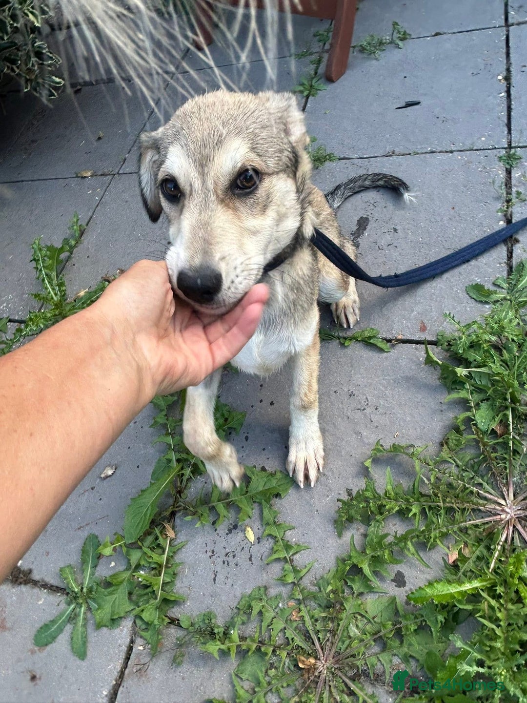 Mixed Breed dogs for adoption: Iris - Norwich Norfolk  - Image 1