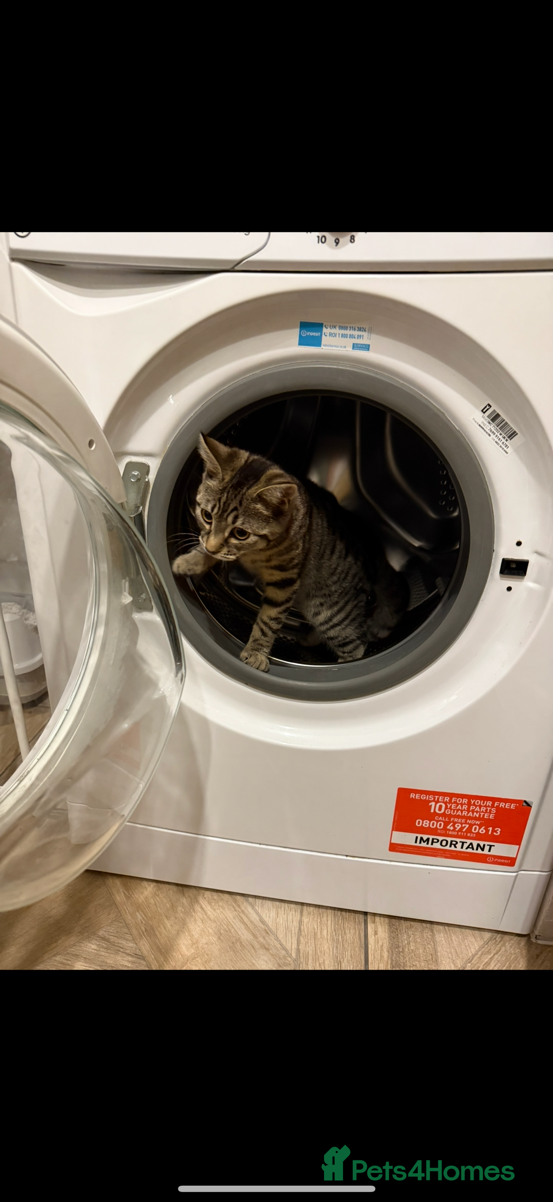 Toyger cats for sale: 🐾 Adorable & Friendly Male Kitten for Sale  - Advert 2