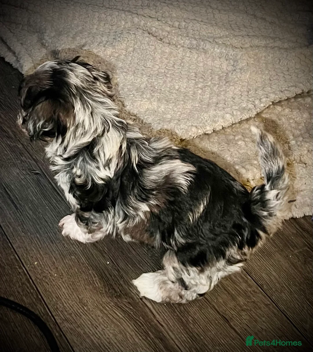 Maltipoo dogs for sale: STILL AVAILABLE!!! Stunning F1 Maltipoos  - Advert 19