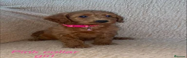 Cockapoo 6