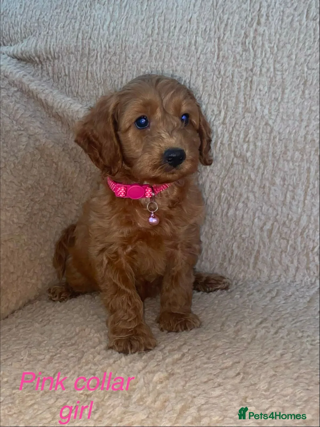Cockapoo dogs for sale: F1BB Cockapoos  in Leicester - Advert 2