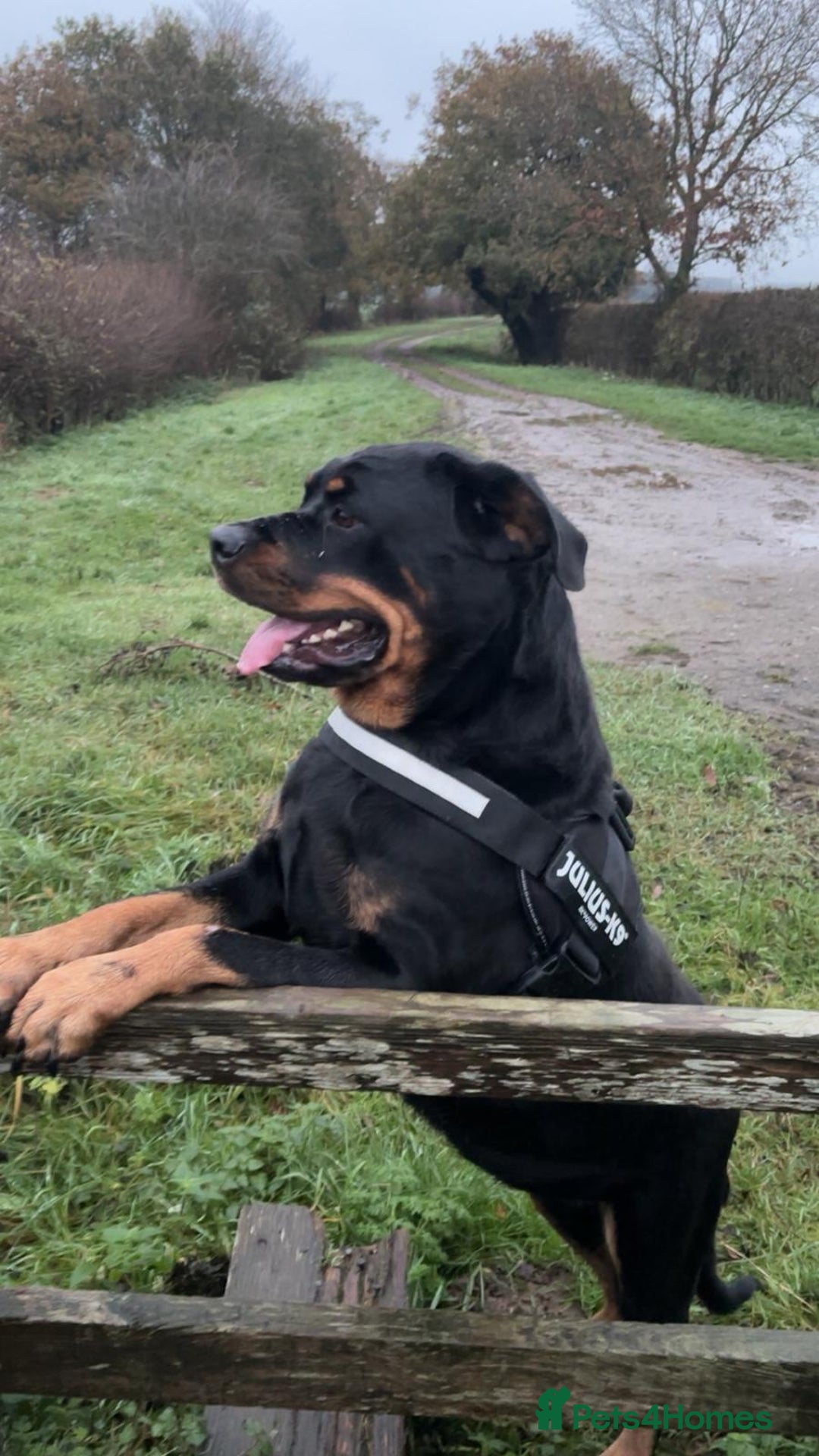 Rottweiler dogs for sale: Beautiful 4 year old Rottweiler  - Advert 5