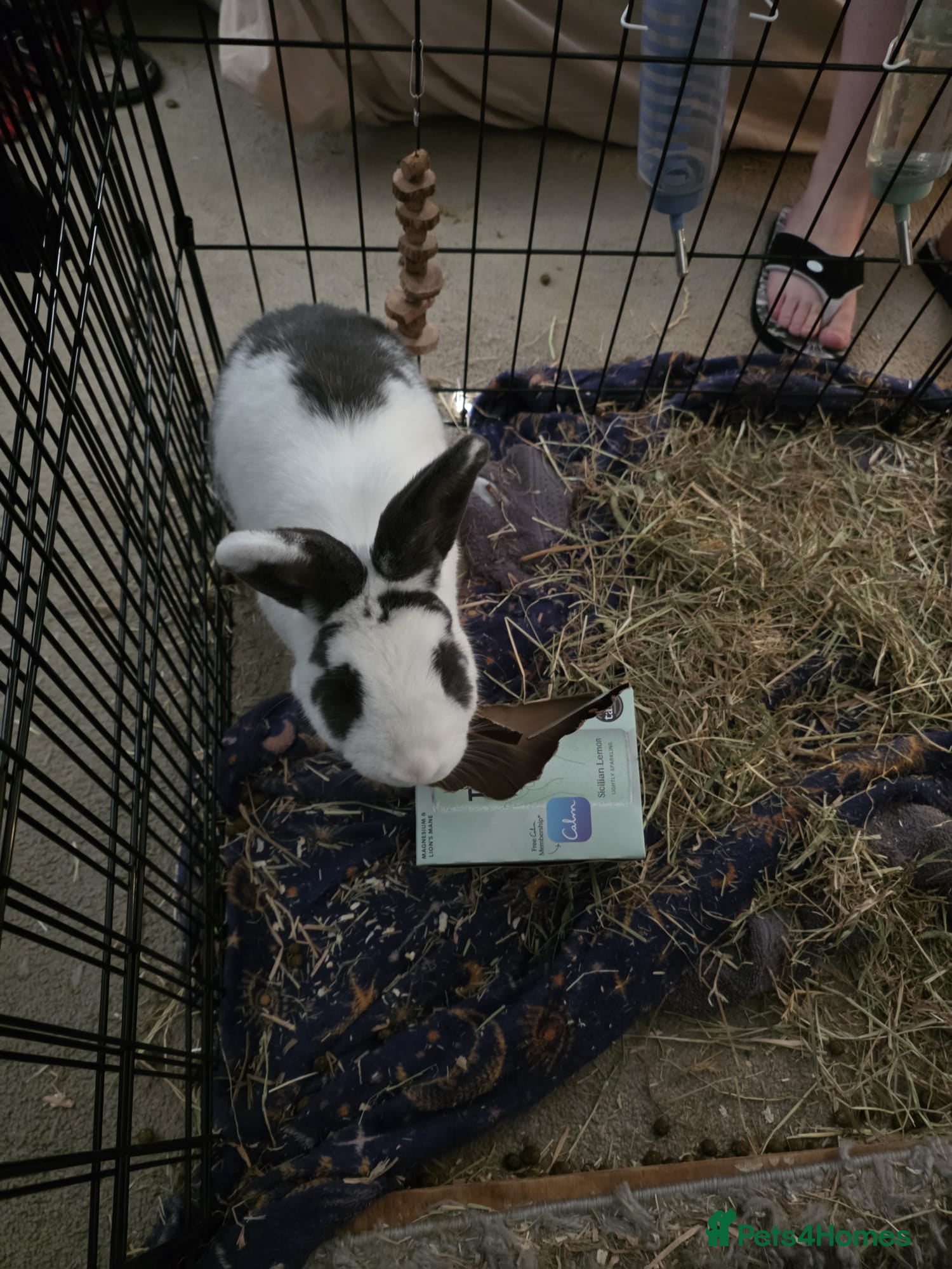 Mixed Breed rabbits Rabbit for rehoming - Advert 4