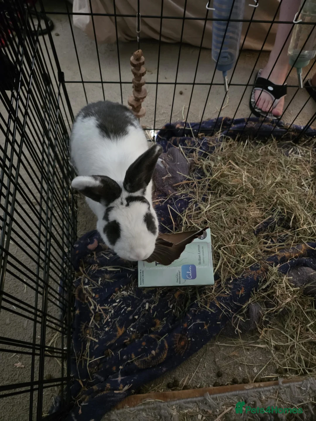 Mixed Breed rabbits for sale: Rabbit for rehoming in Ipswich - Advert 1