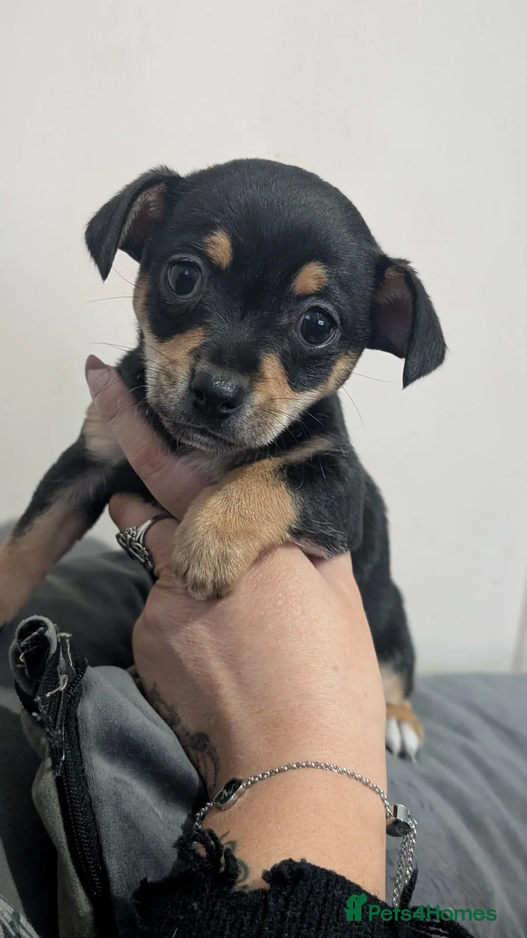 Chihuahua dogs for sale: Beautiful Chihuahua puppies for sale  - Advert 4