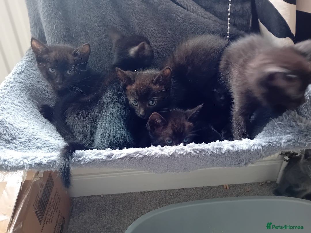 Mixed Breed cats for sale: Cross siamese - Image 3