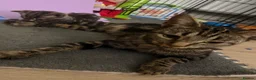 Bengal cats for sale: Bengal kittens 🩵 - Advert 2