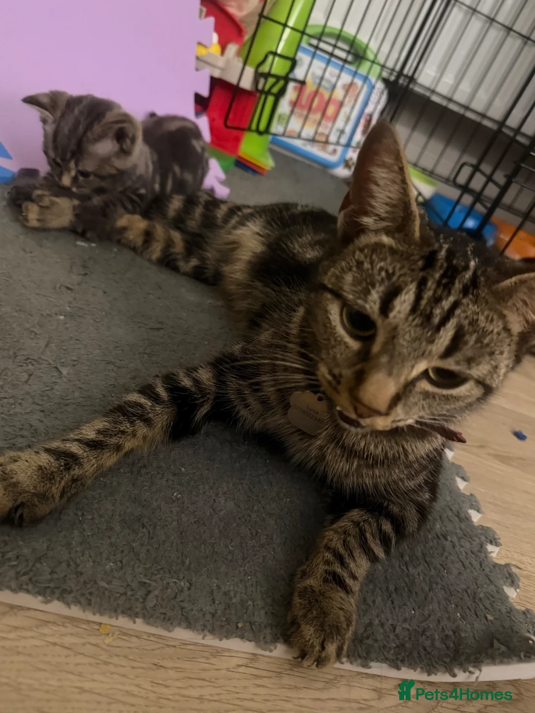 Bengal cats for sale: Bengal kittens 🩵 - Advert 2