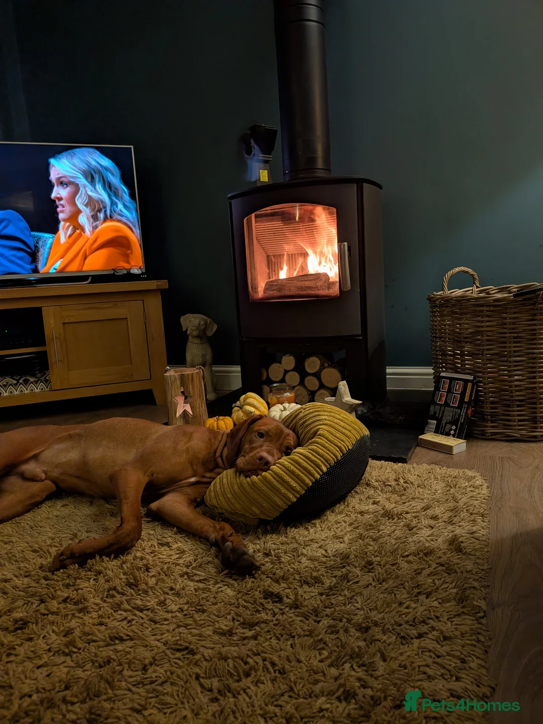 Hungarian Vizsla dogs for sale: Hungarian Visla  - Advert 8