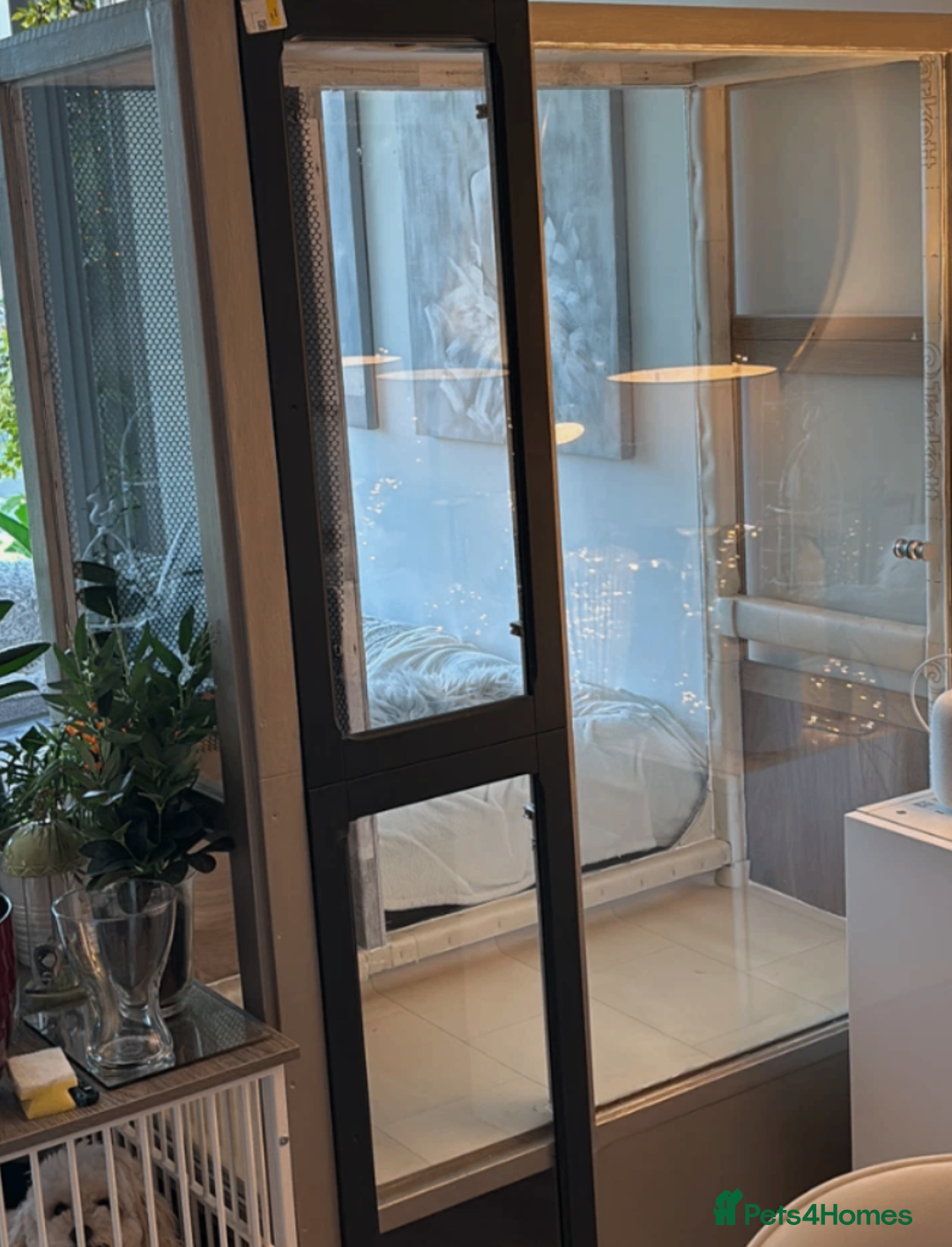 Budgerigars birds for sale: 5 Budgies and an aviary for sale - Advert 7