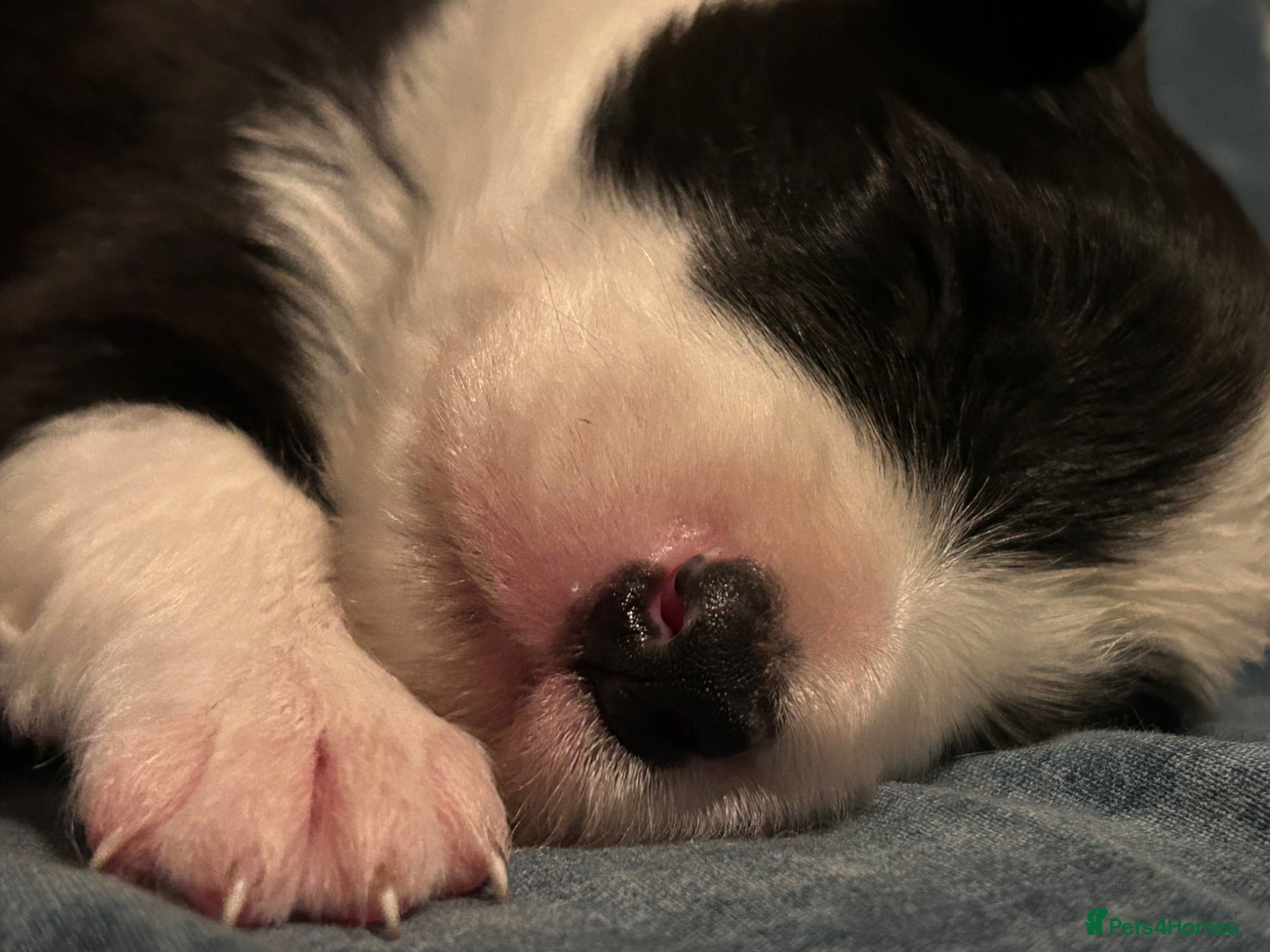 Border Collie dogs for sale: 1 health tested boy left - Advert 26