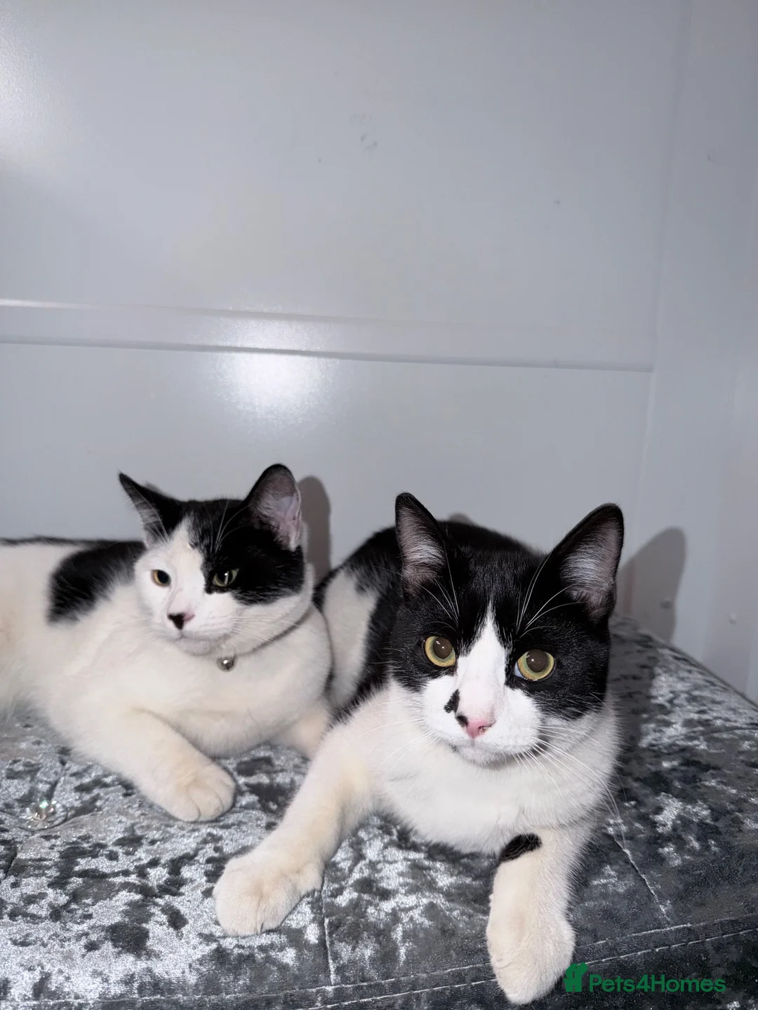 American Shorthair cats for sale: 3 beautiful baby’s need a home asap !  in London - Advert 2