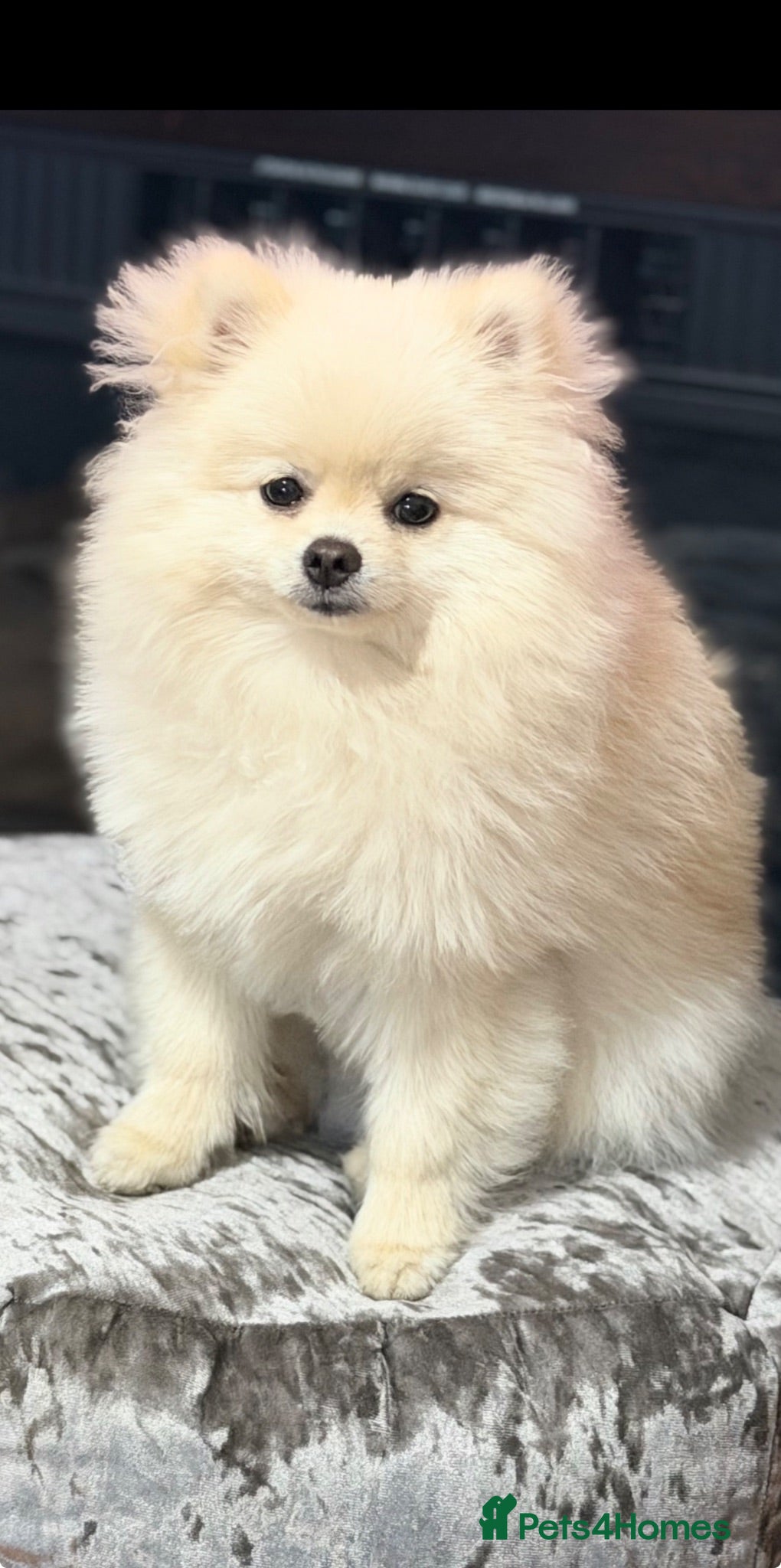 Pomeranian dogs Gorgeous Teddy Bear boy  - Advert 1