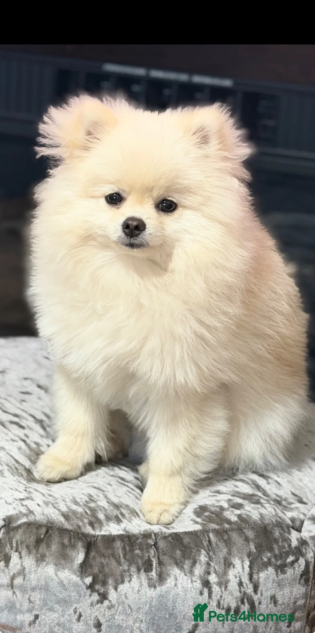 Pomeranian dogs for sale: Gorgeous Teddy Bear boy  in London - Advert 1