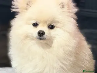 Pomeranian dogs Gorgeous Teddy Bear boy - Advert 1