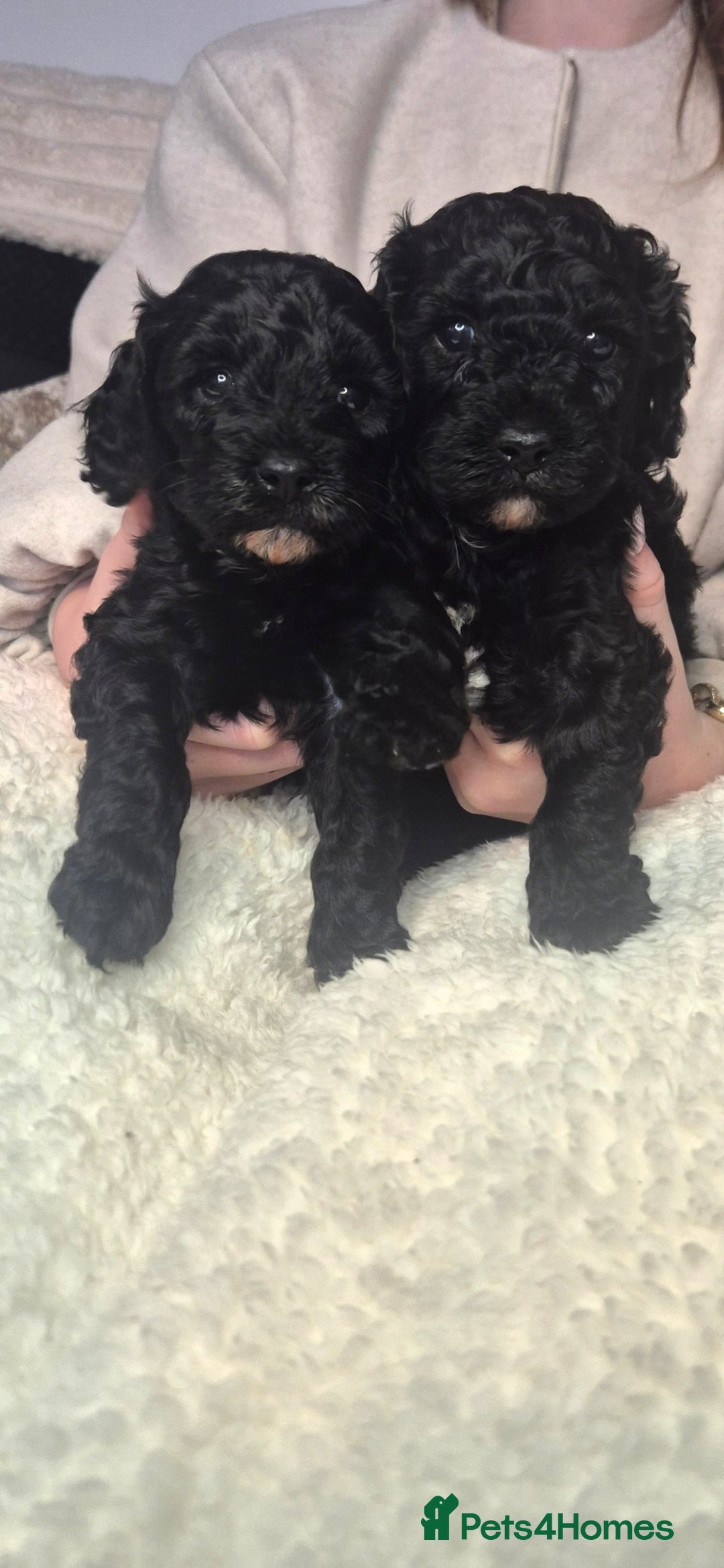 Cavapoo dogs *1 Black Cavapoo girl left* - Advert 1