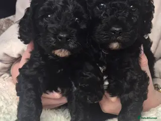 Cavapoo dogs *1 Black Cavapoo girl left* - Advert 1