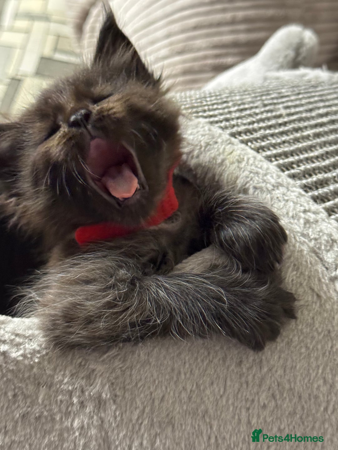 Maine Coon cats for sale: Adorable pure breed Maine coon Kittens’s for sale - Advert 6