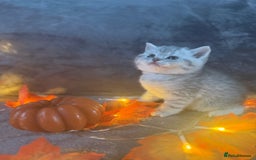 Scottish Fold cats for sale: Adorable Scottish fold silver kittens  - Image 13