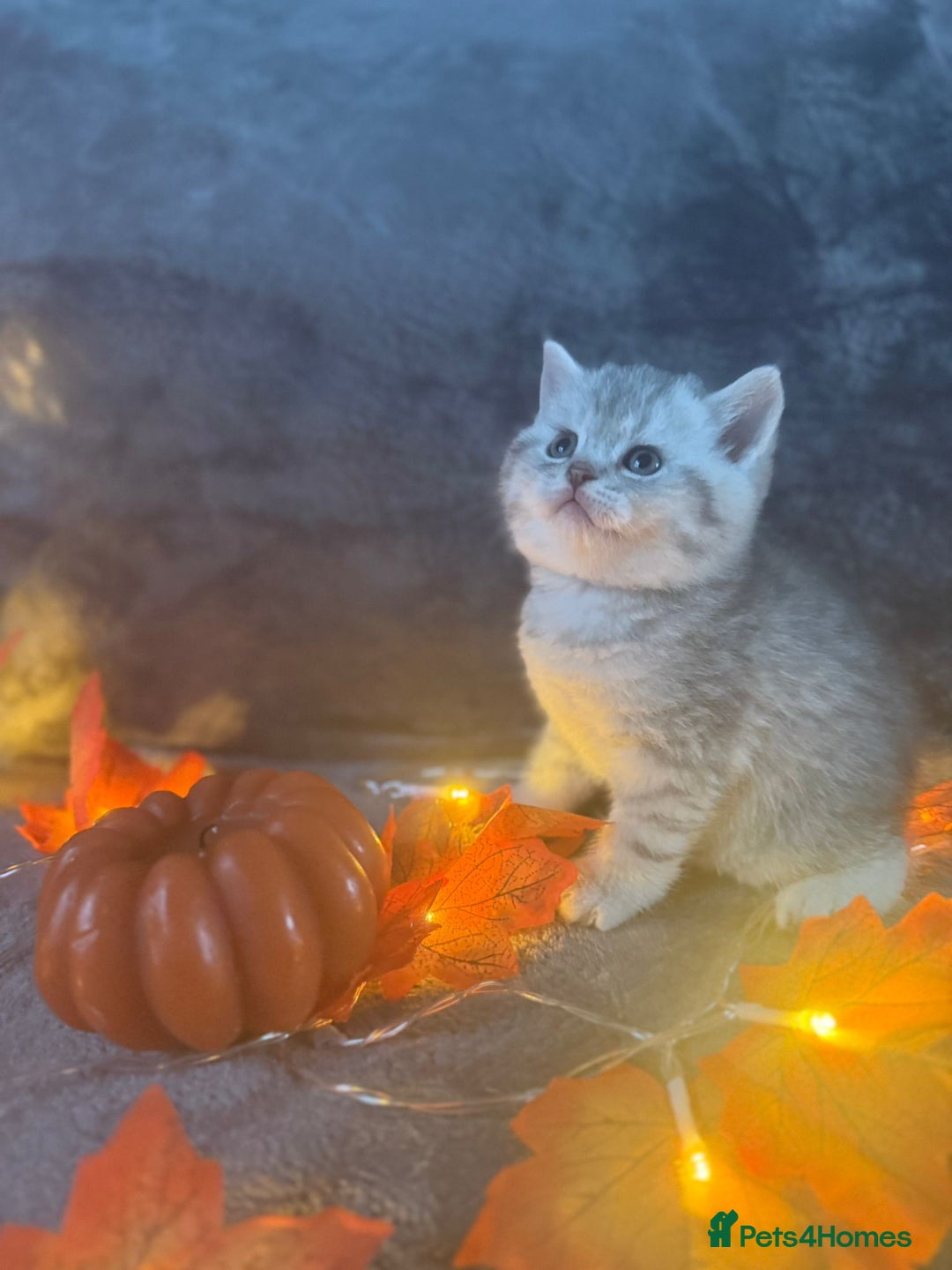 Scottish Fold cats for sale: Adorable Scottish fold silver kittens  - Image 13