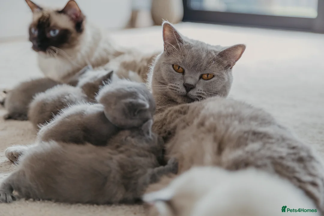 British Shorthair cats for sale: X5 British Shorthair Kittens – GCCF Registered - Advert 2