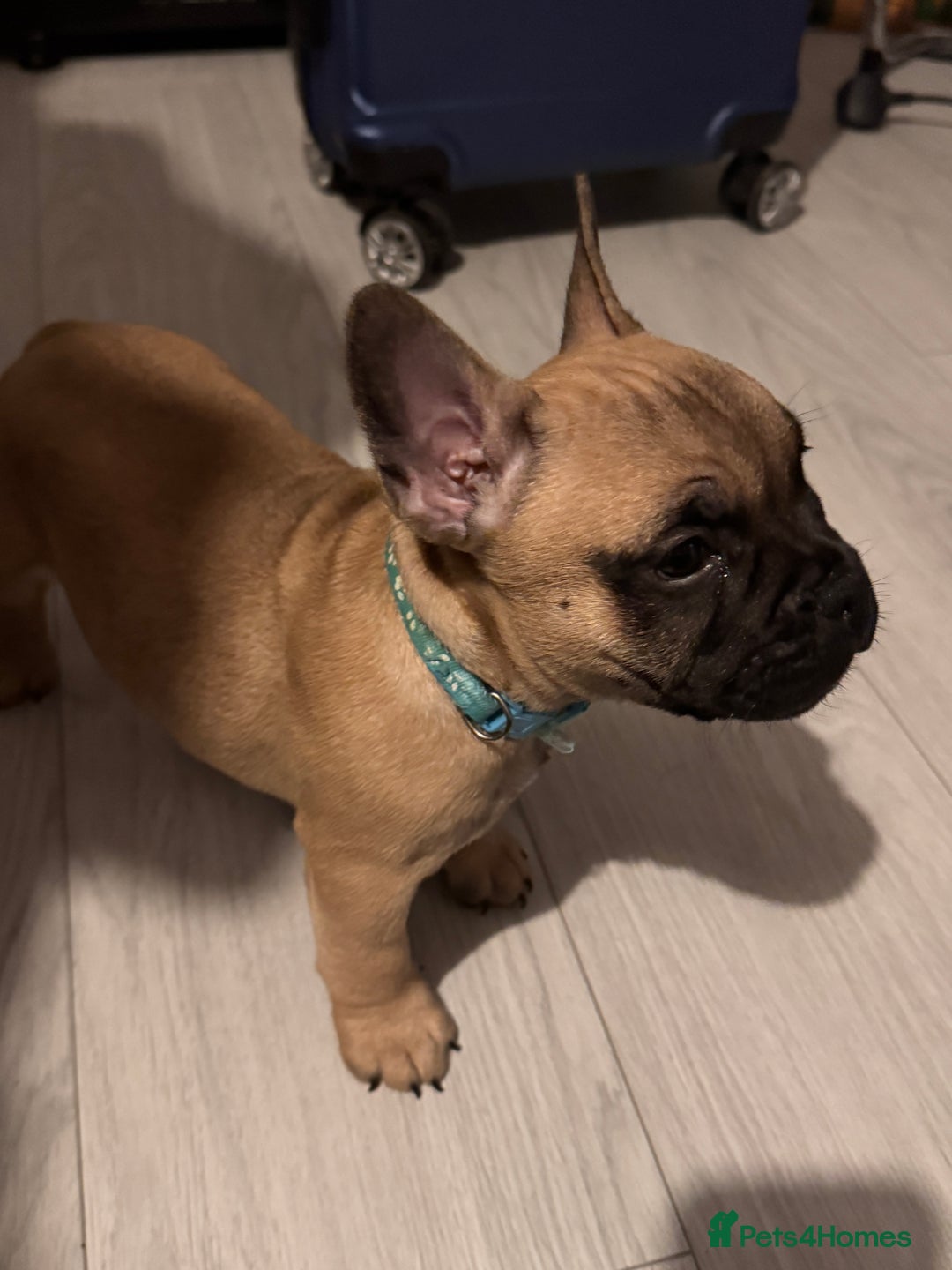 Mixed Breed dogs for sale: French Bulldog x Standard Bully Pups - Advert 11
