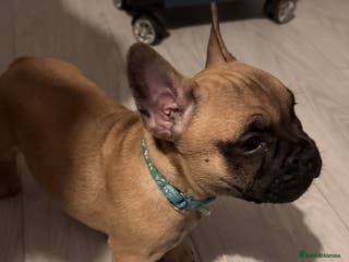 Mixed Breed dogs French Bulldog x Standard Bully Pups - Advert 2