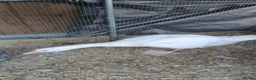 Geese poultry for sale: 2 x goslings for sale  - Advert 3