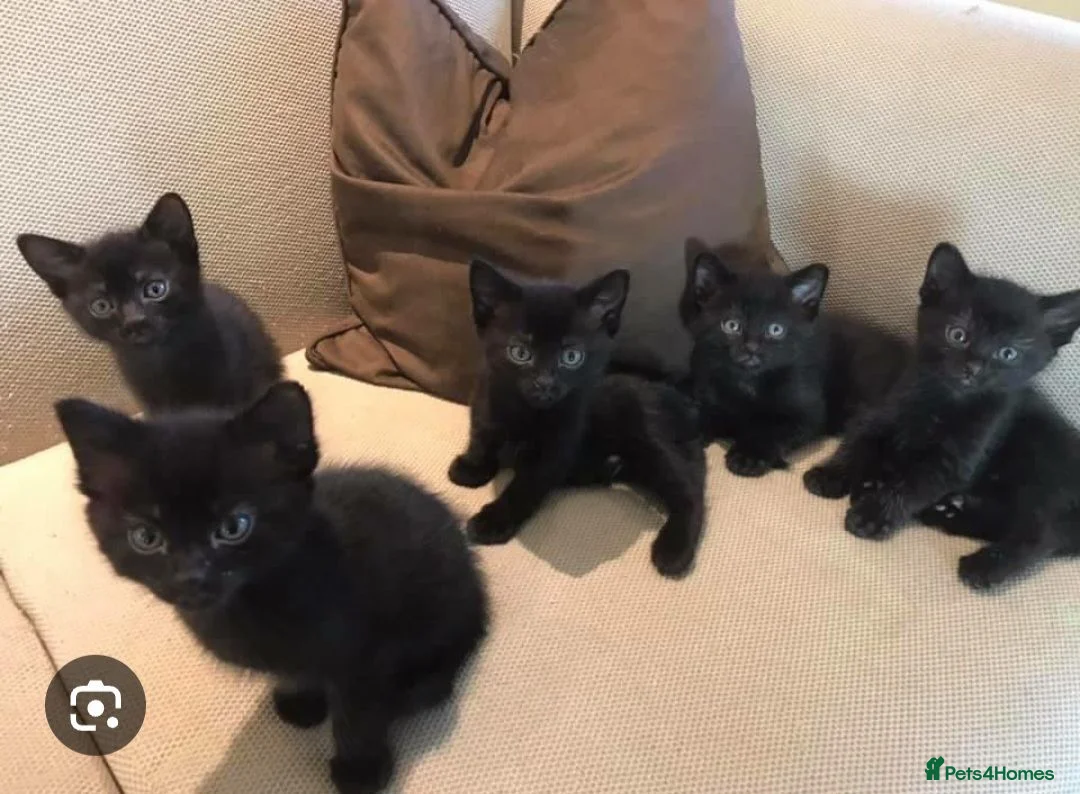 Mixed Breed cats for sale: 5 beautiful kittens for sale  - Advert 1