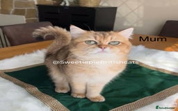 British Shorthair cats for sale: GCCF Reg Show quality & Champion line Goldens - Image 6