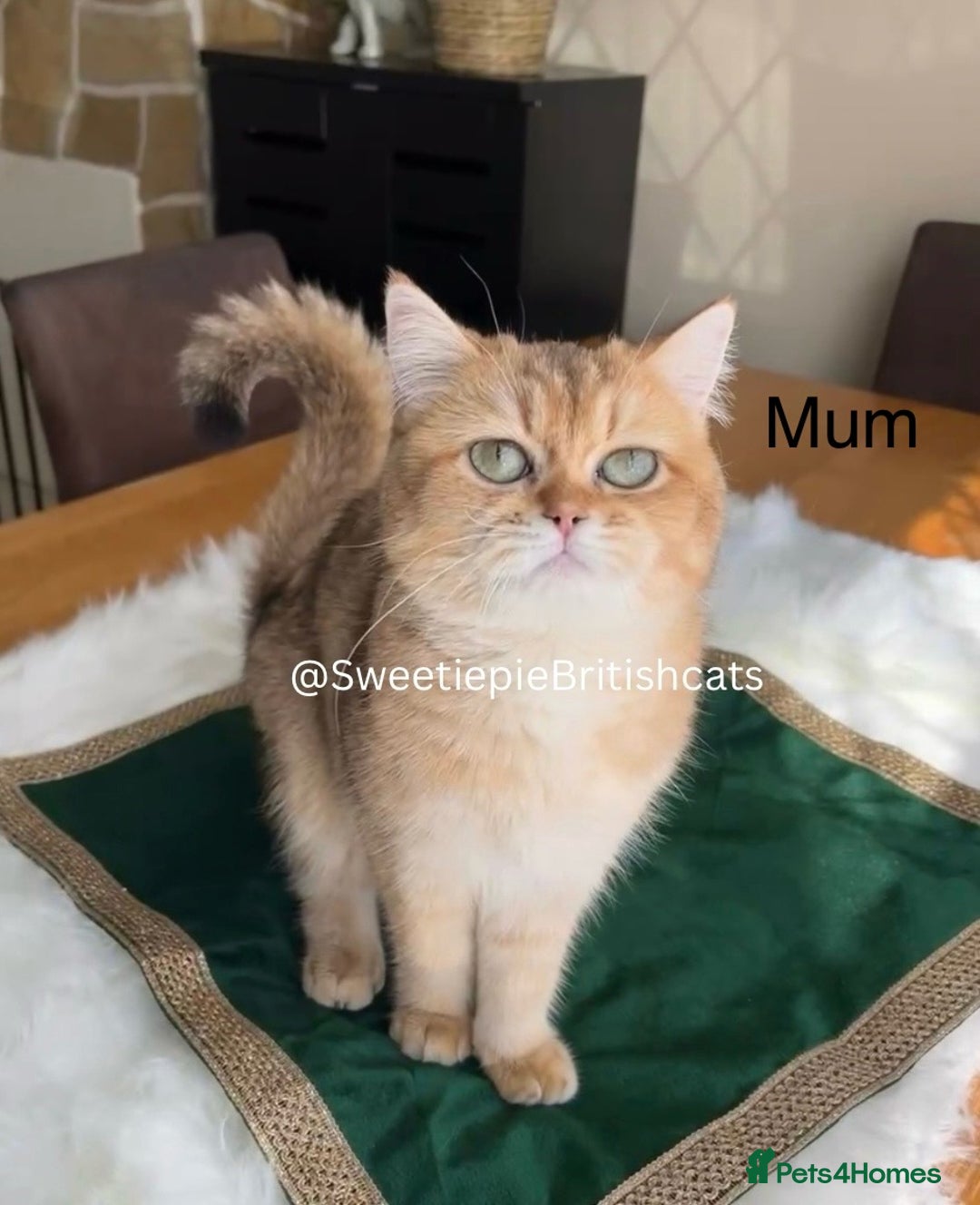 British Shorthair cats for sale: GCCF Reg Show quality & Champion line Goldens - Image 6