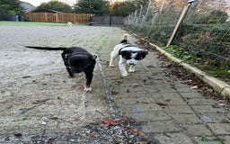 Mixed Breed dogs for adoption: Charlotte - Marleborough Wiltshire  - Advert 3