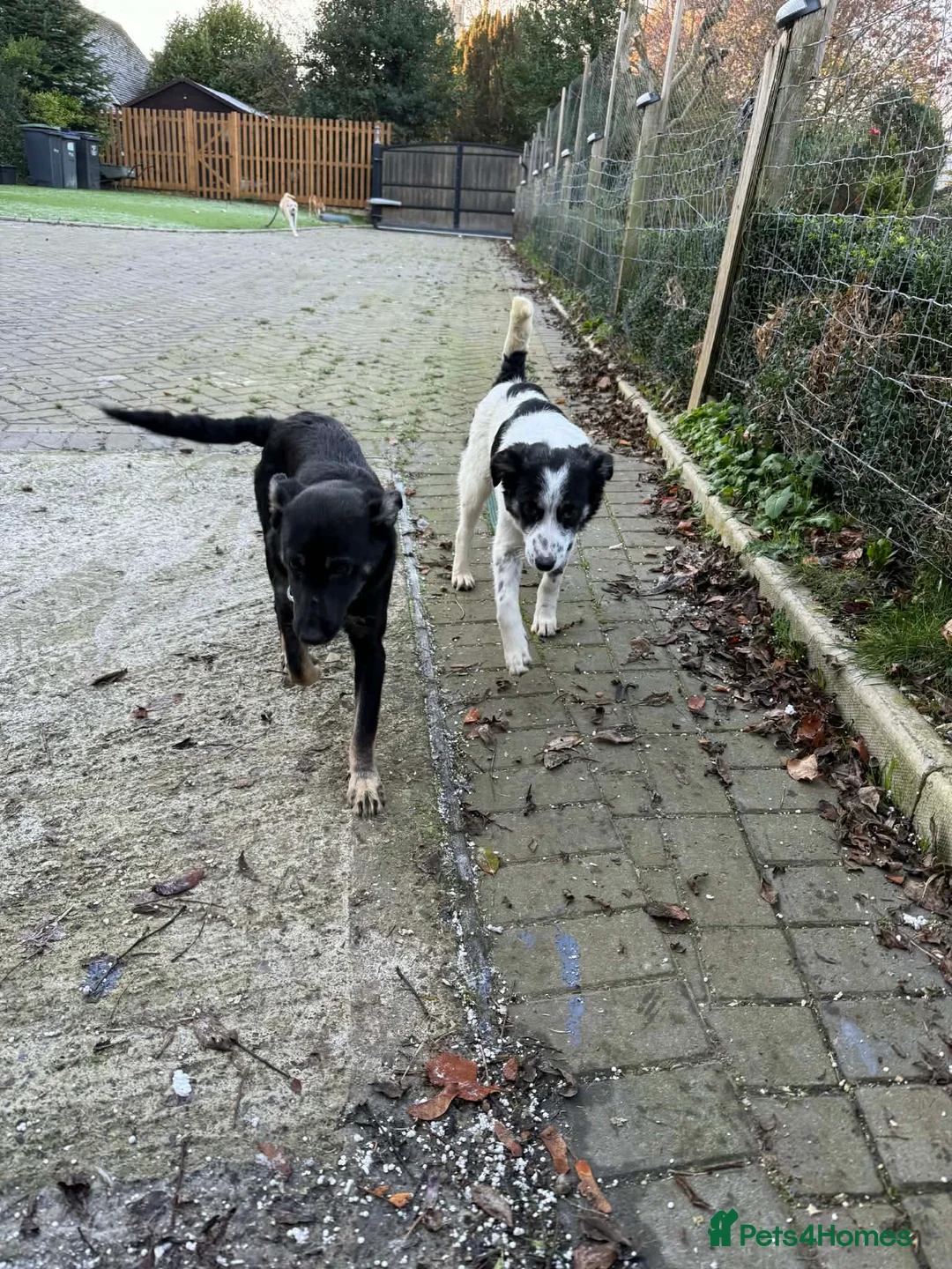 Mixed Breed dogs for adoption: Charlotte - Marleborough Wiltshire  - Advert 3