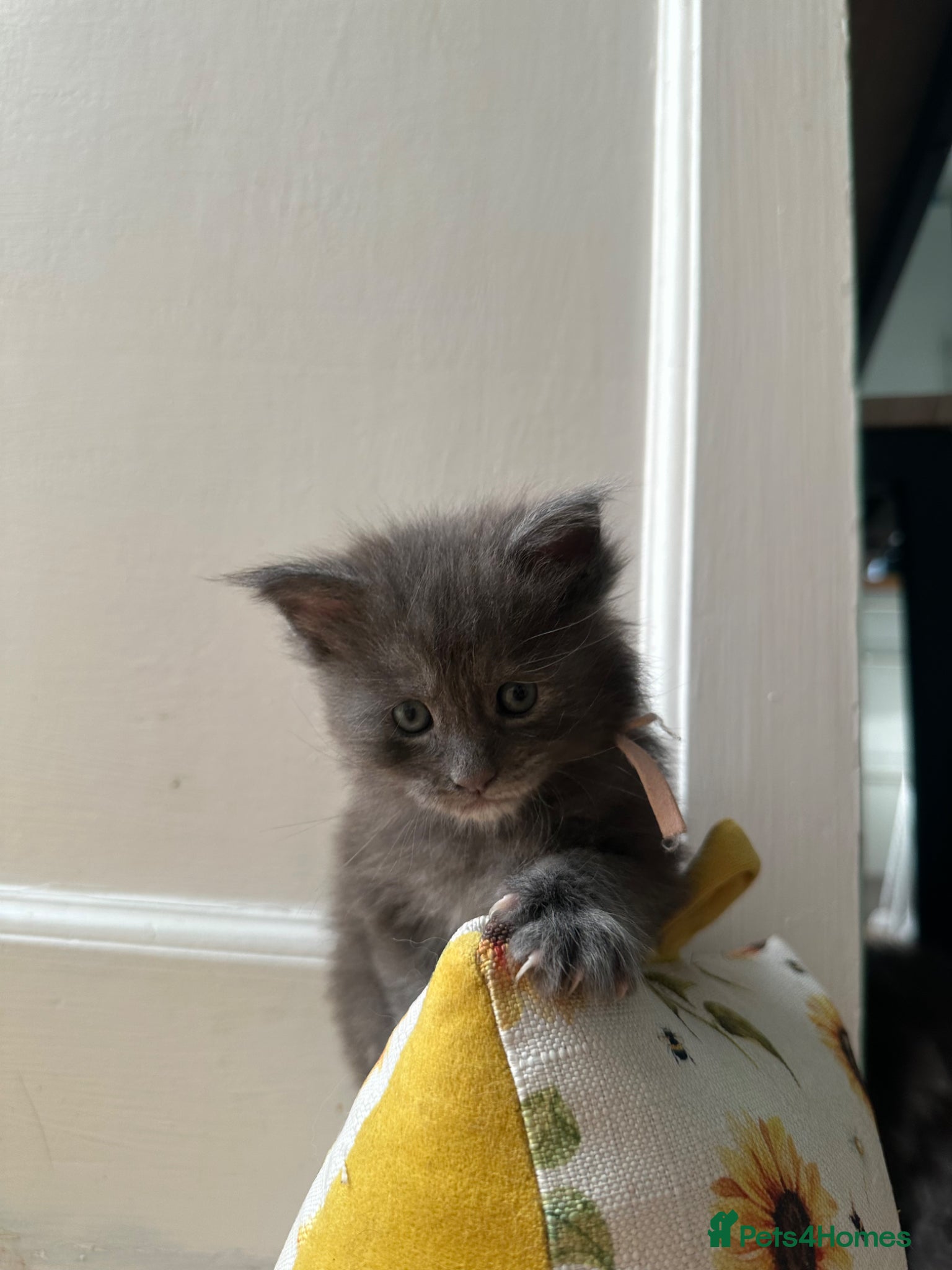 Maine Coon cats for sale: 5 beautiful Maine coon kittens - Advert 20