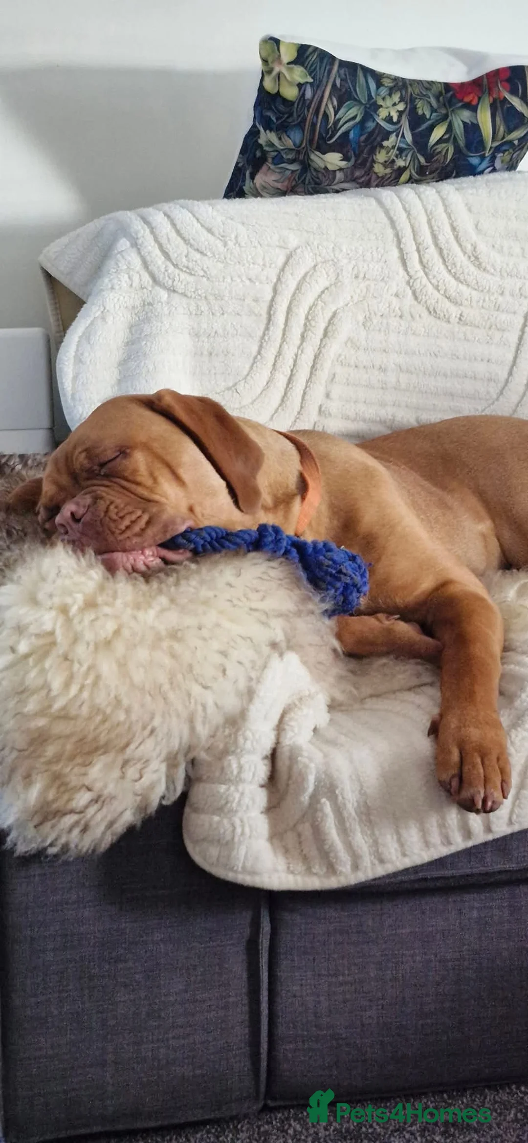 Dogue De Bordeaux dogs for sale: Beautiful girl 15 month old  - Advert 4