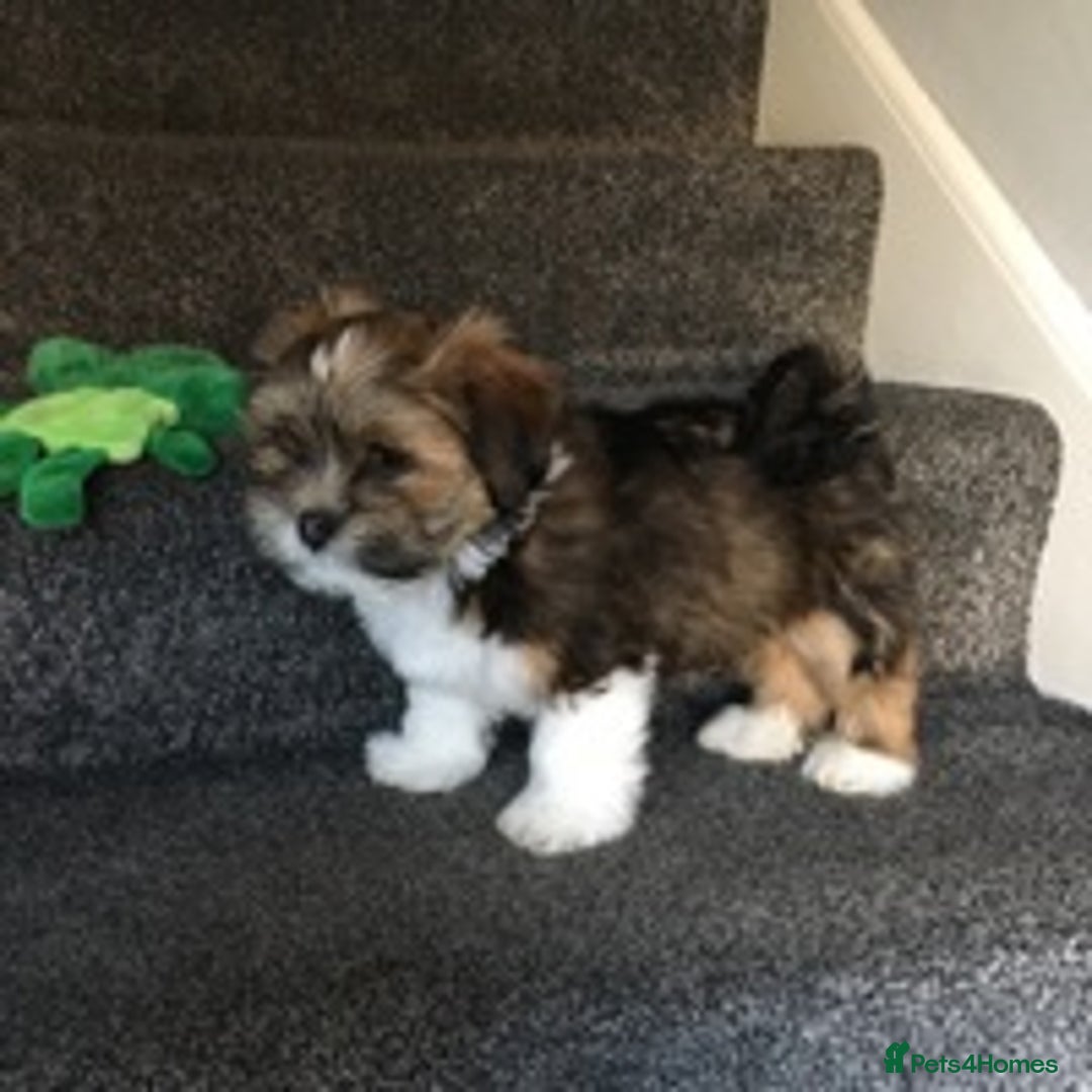 Lhasa Apso dogs for stud: KC reg Gorgeous Lhasa apso(PROVEN) in Irvine - Image 5