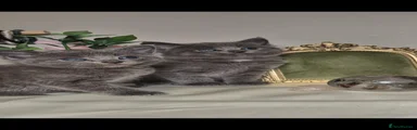 Full grey