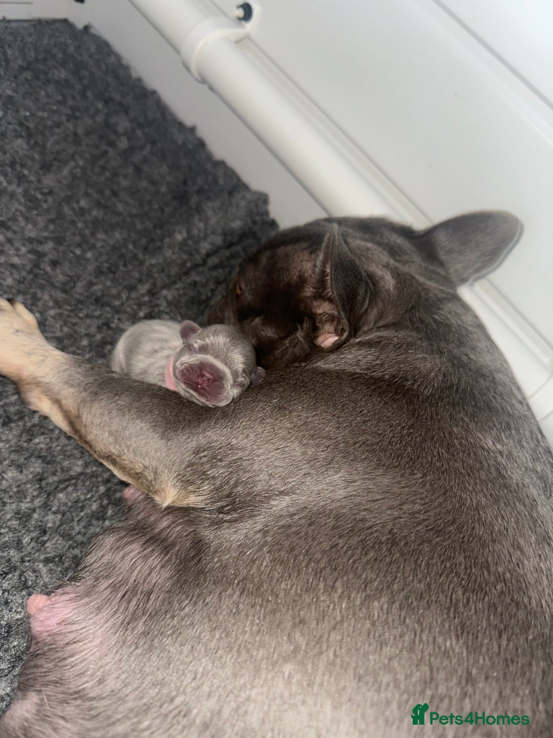 French Bulldog dogs for sale: 2nd litter of ⭐Jesus⭐️ natk9 frenchies - Image 5