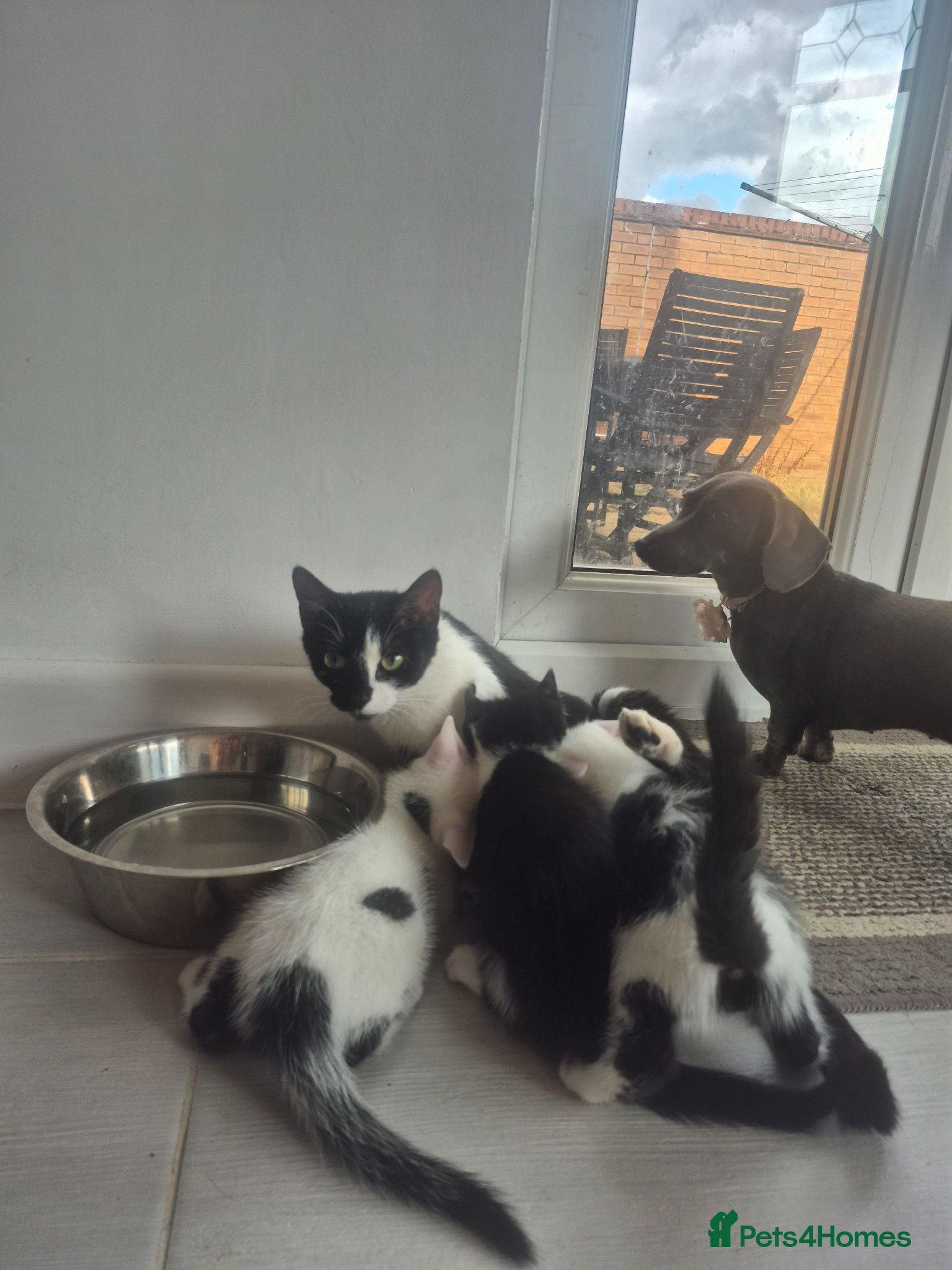 Mixed Breed cats Male kittens - Advert 4