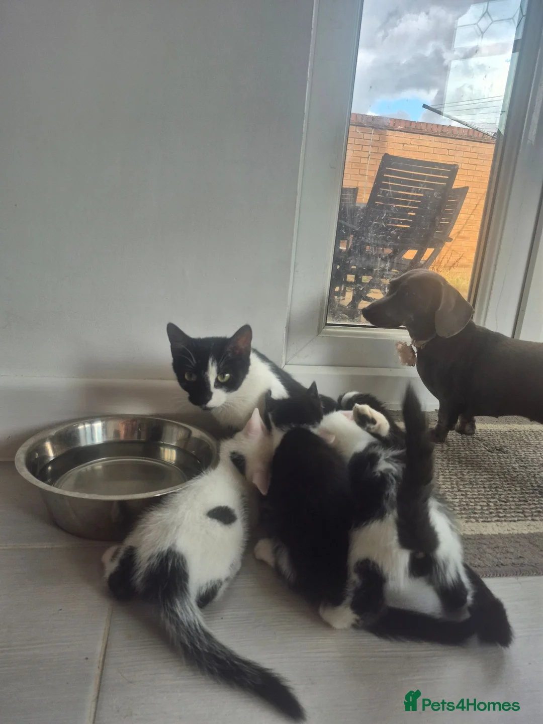 Mixed Breed cats for sale: Male kittens in Northampton - Advert 1