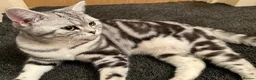 British Shorthair cats for sale: GCCF Rare Show Quality BSH Silver Tabby Kittens  - Advert 13
