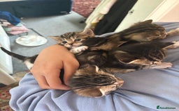 Mixed Breed cats for sale: 2 female kittens 8 weeks old super cute :) - Image 7